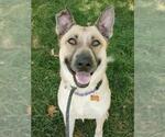Small #4 German Shepherd Dog Mix