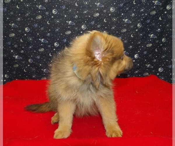 Medium Photo #6 Pomeranian Puppy For Sale in PATERSON, NJ, USA
