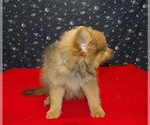 Small #5 Pomeranian