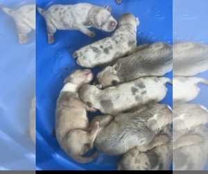 American Bully Litter for sale in HARVEY, LA, USA