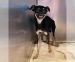Stilts (STRAY - NOT YET AVAILABLE) - Male Chug Dog for Adoption - Small photo