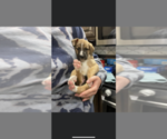 Puppy 1 Australian Shepherd-Great Dane Mix