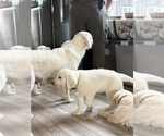 Small #4 English Cream Golden Retriever