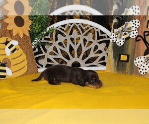 Dachshund Puppy for sale in CHANUTE, KS, USA
