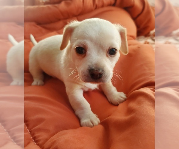 Medium Photo #11 Chihuahua Puppy For Sale in PENSACOLA, FL, USA