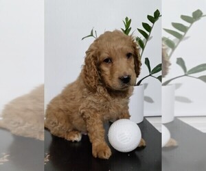 Goldendoodle (Miniature) Puppy for sale in FREDERICKSBG, OH, USA