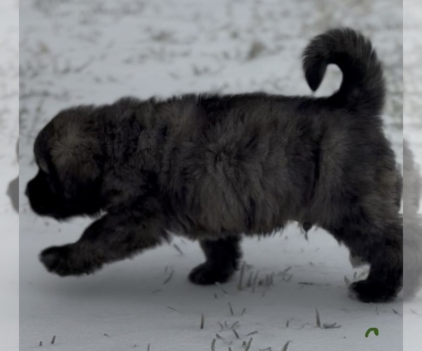 Medium Photo #10 Mastiff-Pyrenean Mastiff Mix Puppy For Sale in RHOME, TX, USA