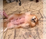 Small #3 Pomeranian Mix