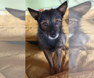 Mutt Dogs for adoption in Alexandria, KY, USA
