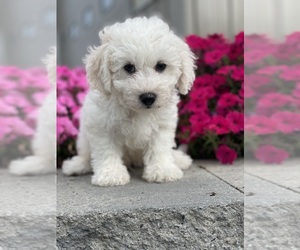 Bichpoo Puppy for sale in CANOGA, NY, USA