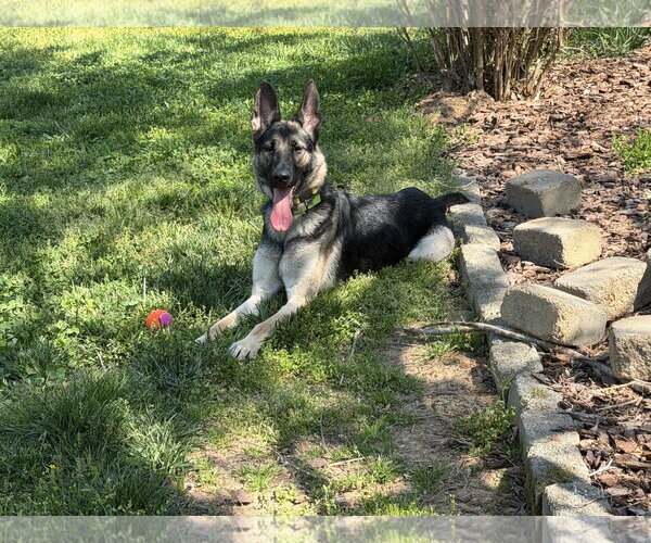 Medium Photo #2 Mutt Puppy For Sale in New Hill, NC, USA