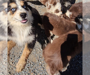 Australian Shepherd Puppy for sale in JURUPA VALLEY, CA, USA