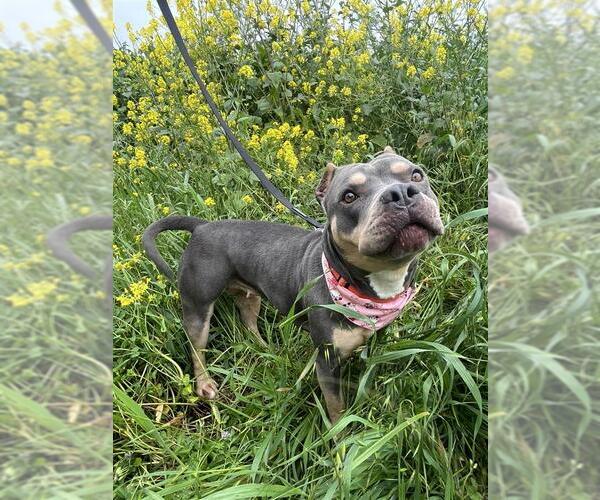 Medium Photo #1 Mutt Puppy For Sale in Elk Grove, CA, USA