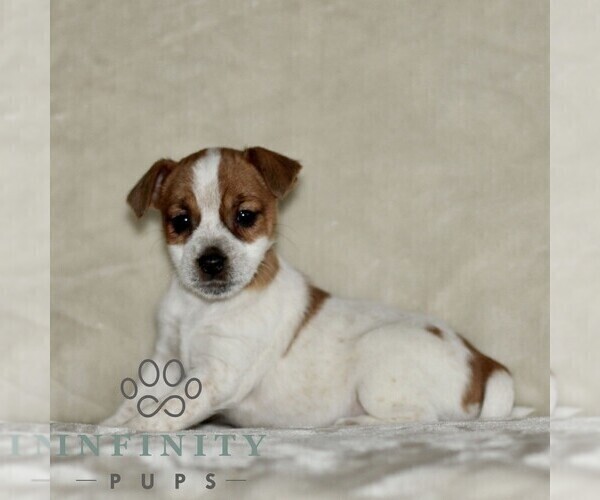 Medium Photo #1 Jack Russell Terrier-ShihPoo Mix Puppy For Sale in GORDONVILLE, PA, USA