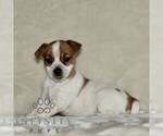 Small Jack Russell Terrier-ShihPoo Mix
