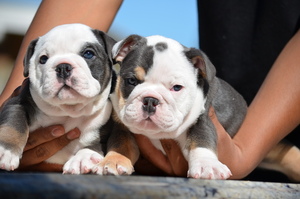 Medium English Bulldogge