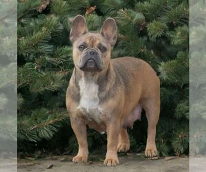Mother of the French Bulldog puppies born on 06/30/2025