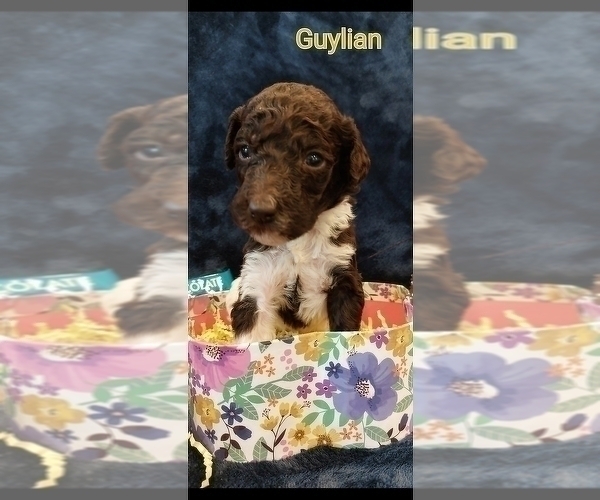 Medium Photo #20 Poodle (Standard) Puppy For Sale in RISING SUN, MD, USA