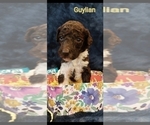Small Photo #20 Poodle (Standard) Puppy For Sale in RISING SUN, MD, USA