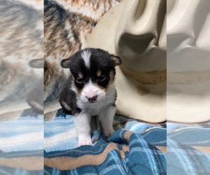 Pembroke Welsh Corgi Puppy for sale in RICHLAND, MO, USA