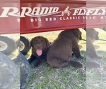 Small Photo #2 Labrador Retriever Puppy For Sale in LIBERTY HILL, TX, USA
