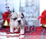 Small Photo #4 English Bulldog Puppy For Sale in EAST GREENWICH, RI, USA