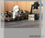 Small Photo #5 Poodle (Standard) Puppy For Sale in BERRYVILLE, AR, USA