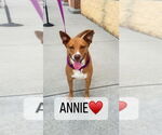 Small #1 Carolina Dog Mix
