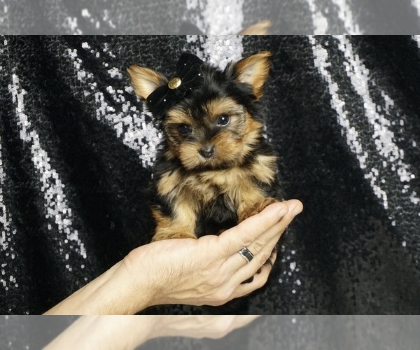 Medium Photo #37 Morkie Puppy For Sale in WARSAW, IN, USA