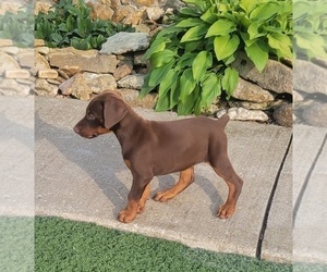 Doberman Pinscher Puppy for sale in CAVE CITY, KY, USA