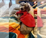 Small #13 Poodle (Miniature) Mix