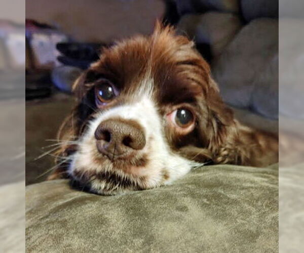 Medium Photo #24 Cocker Spaniel Puppy For Sale in Arlington, VA, USA