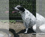 Small #5 Catahoula Leopard Dog Mix