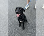 Small #11 Labrador Retriever Mix