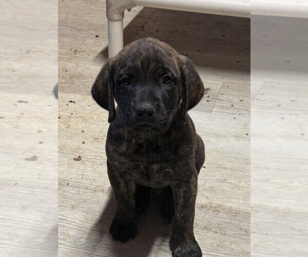 Medium Photo #2 Golden Retriever-Unknown Mix Puppy For Sale in Bolivar, MO, USA