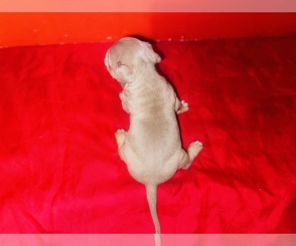 Medium Photo #4 American Bully Puppy For Sale in TRENTON, NJ, USA