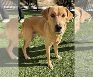 Labrador Retriever Dogs for adoption in Baytown, TX, USA