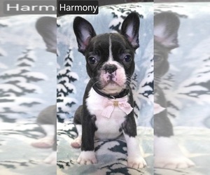 Faux Frenchbo Bulldog Puppy for sale in MINERAL WELLS, WV, USA