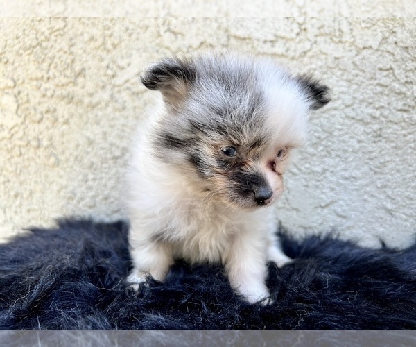 Medium Photo #85 Pomeranian Puppy For Sale in HAYWARD, CA, USA