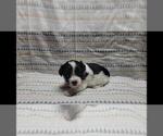 Puppy Scout Maltipoo