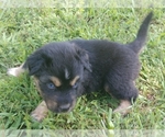 Small Photo #4 Australian Shepherd Puppy For Sale in ALLEN JAY, NC, USA