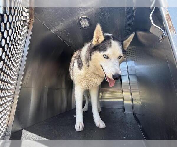 Medium Photo #1 Siberian Husky-Unknown Mix Puppy For Sale in Grand Prairie, TX, USA