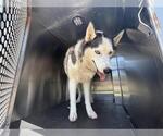 Small Siberian Husky Mix