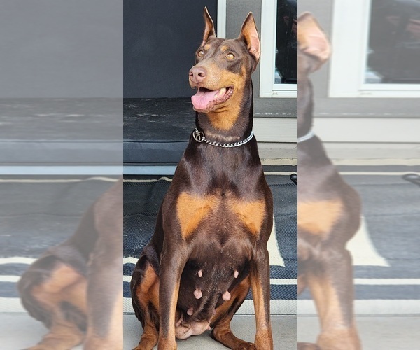 Medium Photo #1 Doberman Pinscher Puppy For Sale in ELGIN, TX, USA