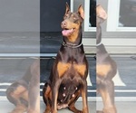 Small Photo #1 Doberman Pinscher Puppy For Sale in ELGIN, TX, USA