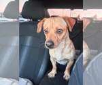 Small Photo #9 Chiweenie Puppy For Sale in Corona, CA, USA