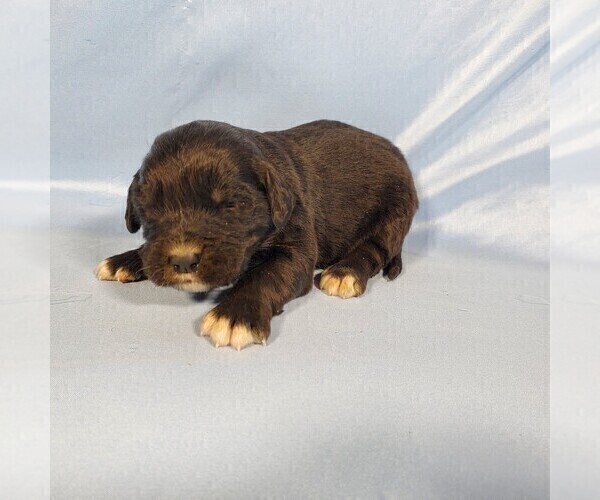 Medium Photo #9 Golden Mountain Dog Puppy For Sale in BLACK FOREST, CO, USA