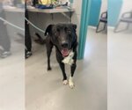 Small Labrador Retriever Mix