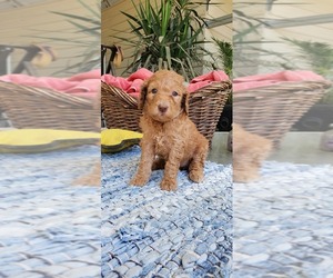 Labradoodle Puppy for sale in FRESNO, CA, USA
