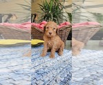 Small Photo #1 Labradoodle Puppy For Sale in FRESNO, CA, USA